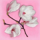 s8236 - White Magnolia - pink - Servietten - Packung - 20 Stück