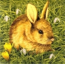 s8275 - Hasilein - Servietten - Packung - 20 Stück