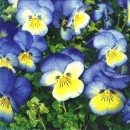 s8418 - Blue Pansies - Servietten - Packung - 20 Stück.