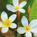 s9268 - White Frangipani - Servietten - Packung - 20 Stück