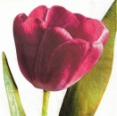 s9278 - Tulpe - weiß - Servietten - Packung - 15 Stück