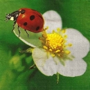 s9284 - Ladybug - Servietten - Packung - 20 Stück