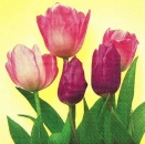 s9456 - Tulips on Pink - yellow - Napkins - Package - 20 pcs.