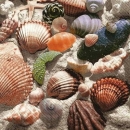 s9686 - Shells in the Sand - Servietten - Packung - 20 Stück