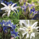 s9703 - Alpine Flowers - Napkins - Package - 20 pcs.