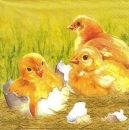 s9730 - Poults Family - Servietten - Packung - 20 Stück