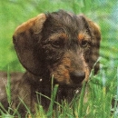s9748 - Sophie - Hund - Servietten - Packung - 20 Stück