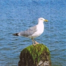 s9898 - Möwe - Servietten - Packung - 20 Stück