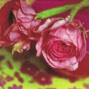 s9962 - Pink Roses - Servietten - Packung - 20 Stück