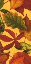 s9z10259 - Foliage Honey - Buffet - Servietten - Packung - 16 Stück