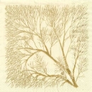 s9z10288 - Dendros - cream - Servietten - Packung - 20 Stück