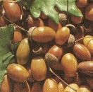 s9z10588 - Oaknuts - Servietten - Packung - 20 Stück