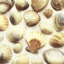 s9z10975 - Seashells - Servietten - Packung - 20 Stück