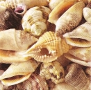 s9z11018 - Sea Shells - Servietten - Packung - 20 Stück