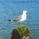s9z11039 - Möwe - Servietten - Packung - 20 Stück