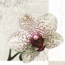 s9z11184 - Queen of Flowers - light grey - Packung  20 Stück